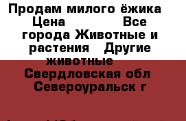 Продам милого ёжика › Цена ­ 10 000 - Все города Животные и растения » Другие животные   . Свердловская обл.,Североуральск г.